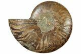 Cut & Polished Ammonite Fossil (Half) - Crystal Pockets #308194-1